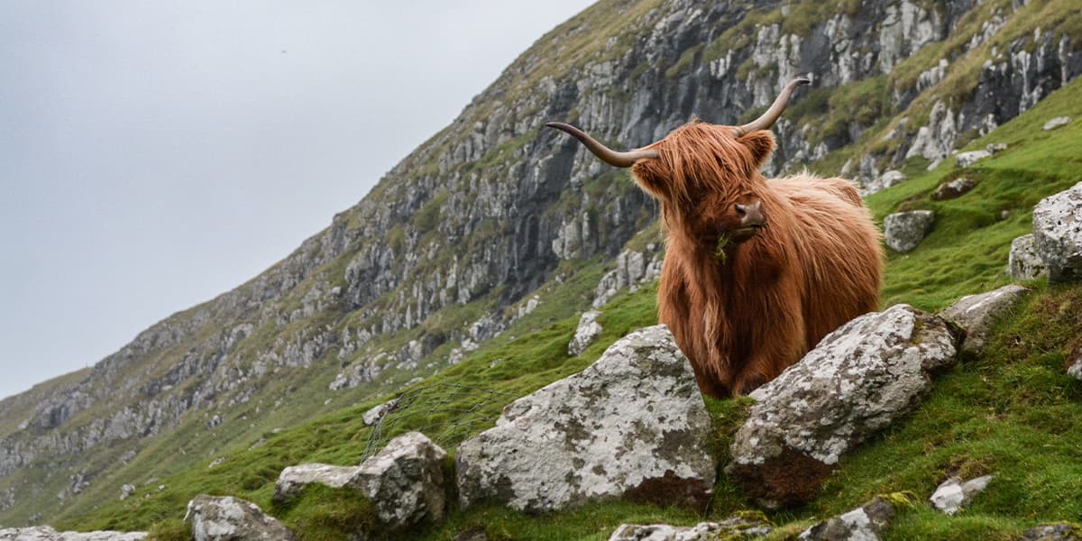 Highland cattle in den Bergen